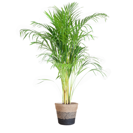 Areca Palm (Dypsis) avec panier Lisbon noir - 100cm - Ø21