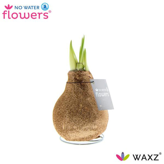 No Water Flowers Waxz Glitterz® Champagne - ↕15cm