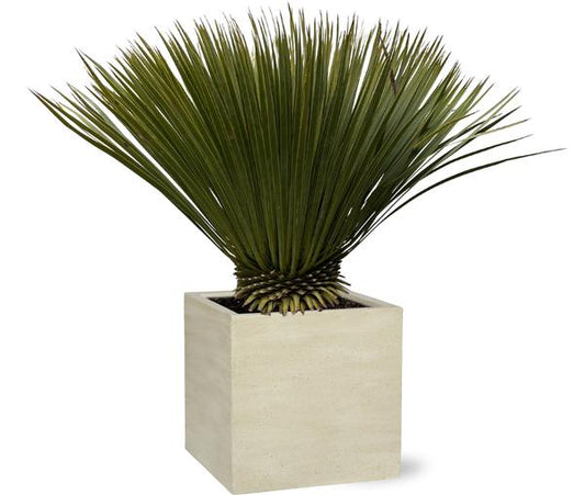 Yucca Rostrata - 80cm - Ø27