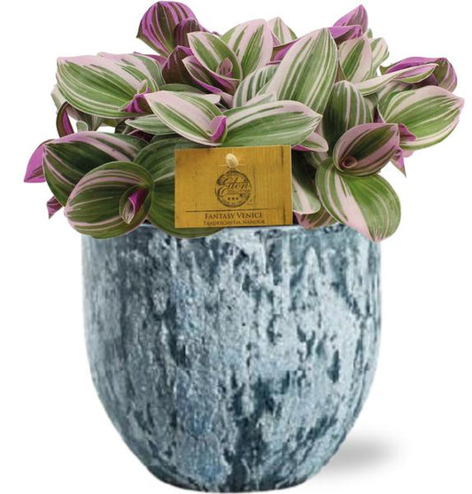 Tradescantia Nanouk - Ø15cm - ↕25cm + Sem Pot D16x14cm - Blauw