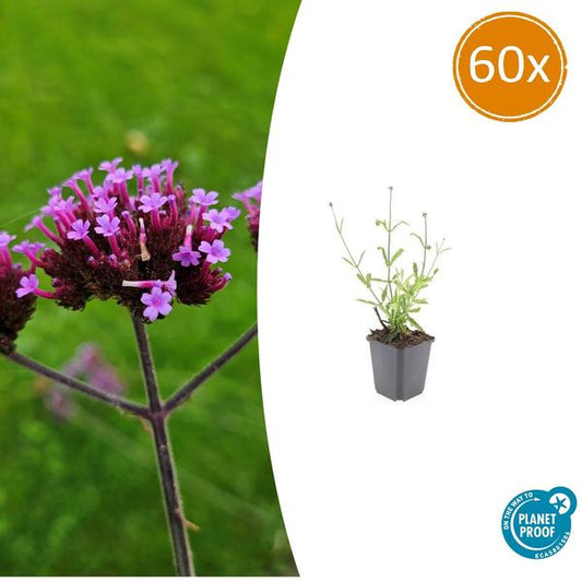 Verbena bon. 'Lollipop' - ↕10-25cm - Ø9cm - 60x