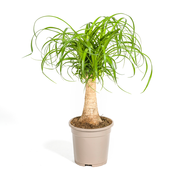 Beaucarnea Recurvata Stam Ø17cm - ↕50cm
