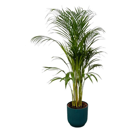 Palmier Areca - ↨110cm - Ø21cm incluant elho Vibes Fold Round bleu D22xH20