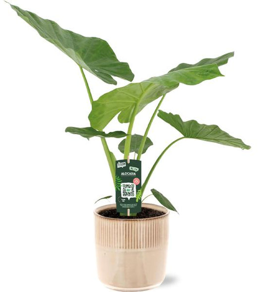 Alocasia Macrorrhiza - Ø19cm - ↕70cm + Pot Terni D20x20cm - Rose