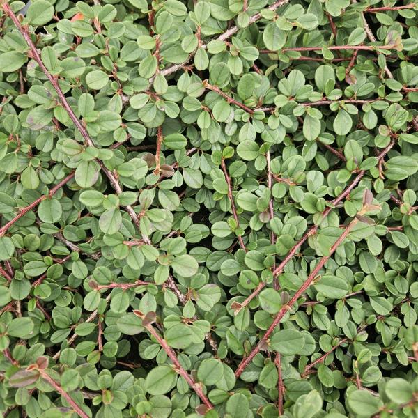 Cotoneaster pr. 'Reine des Tapis' - ↕10-25cm - Ø9cm - 6x