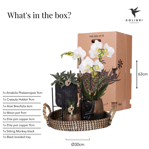 Compagnie des Colibris | Coffret cadeau Home Hub | Ensemble de plantes avec orchidées Phalaenopsis et plantes succulentes, avec pots décoratifs en céramique.
