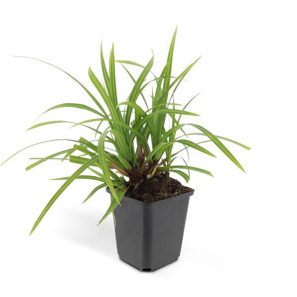 Carex morrowii 'Irish Green' - ↕10-25cm - Ø9cm - 60x