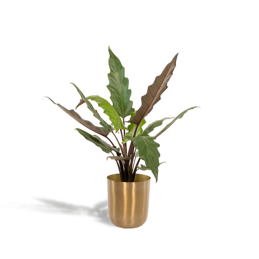 Alocasia Lauterbachiana - Ø19cm - ↕80cm + Pot Mayk Or
