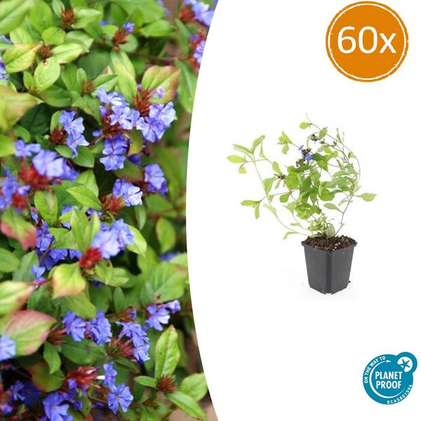 Ceratostigma plumbaginoides  - ↕10-25cm - Ø9cm - 60x