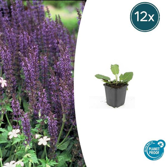Salvia nem. 'Mainacht' - ↕10-25cm - Ø9cm - 12x