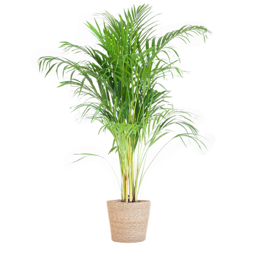 Palmier Areca (Dypsis) avec panier Sofia naturel - 100cm - Ø21