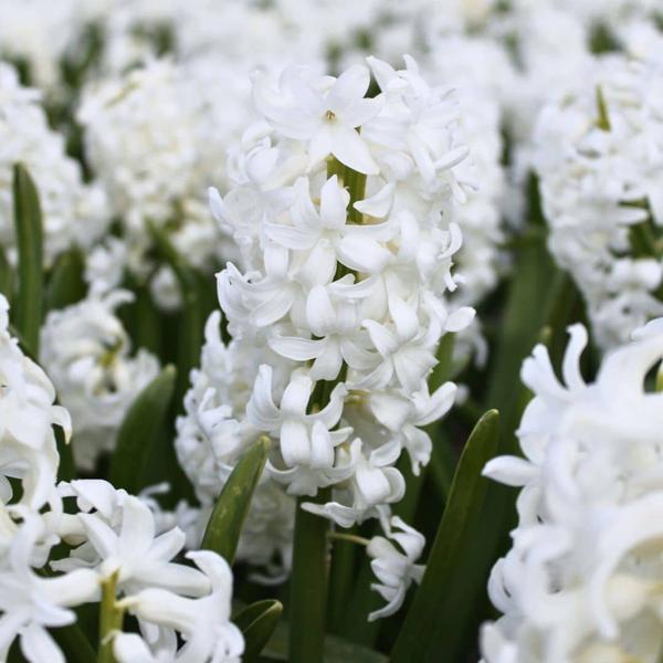 Flowerbulbs Amsterdam - Hyacinth Show Off - 30 bulbes à fleurs pour 1 m2 de splendeur florale - Taille 14/15
