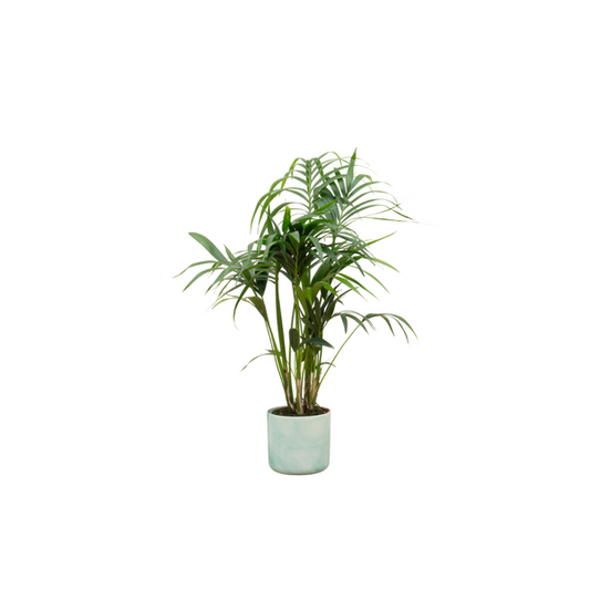 Offre combinée - Palmier Kentia avec elho Ocean Round vert pacifique Ø22 - 130 cm