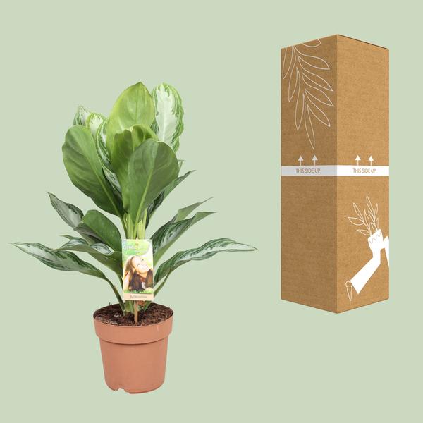 Aglaonema Silver Bay - Chinois à Feuilles Persistantes - Ø17cm - ↕55cm