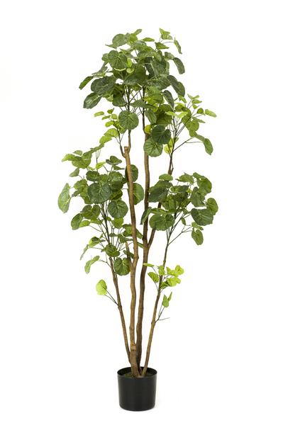 Plante artificielle - Polyscias - Aralia - 160 cm
