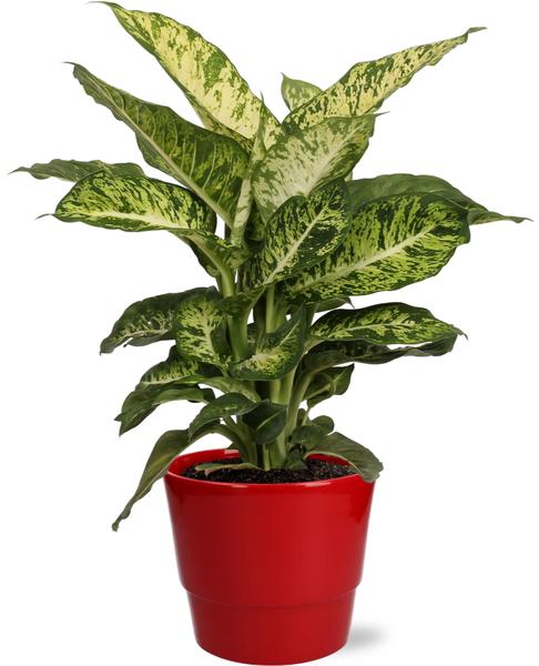 Dieffenbachia Mars - Ø17cm - ↕50cm + Pot Basic D18x15cm - Rood