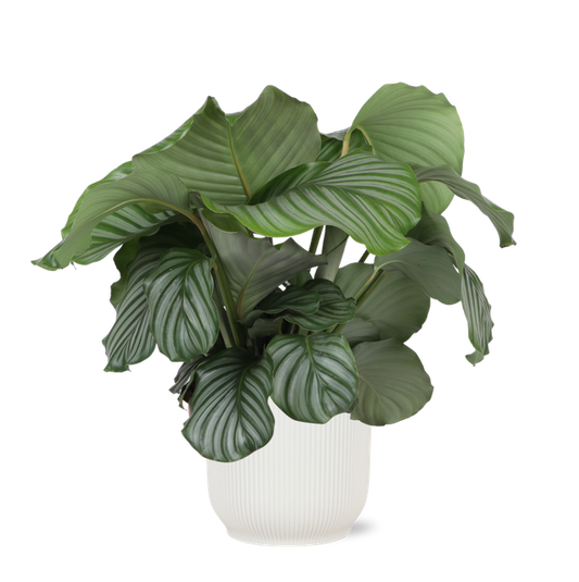 Calathea Orbifolia Ø21cm - ↕70cm en pot Vibes BLANC