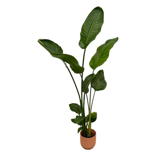 Strelitzia Nicolai incluant elho Vibes Fold Round rose - 100 cm - Ø18