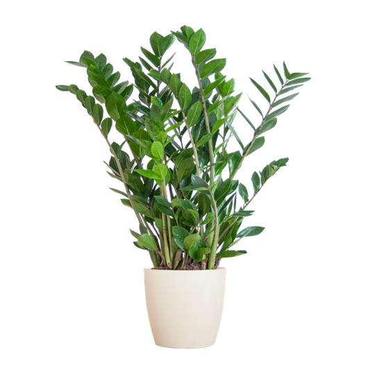 Zamioculcas Zamiifolia avec Viber blanc - 80cm - Ø21