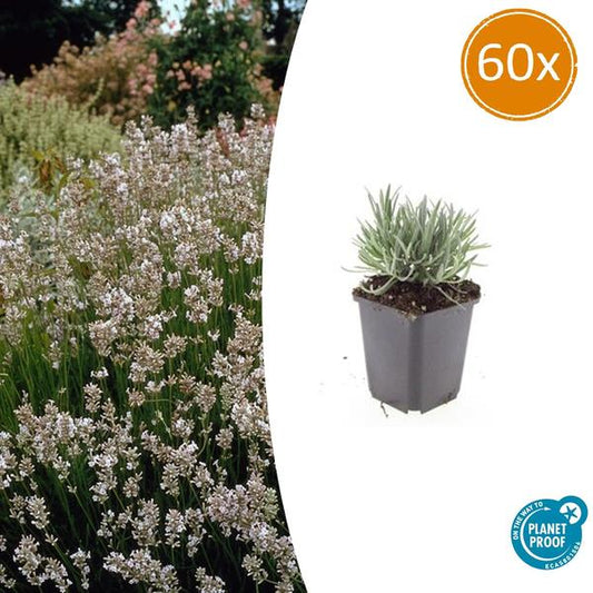 Lavandula int. 'Edelweiss' - ↕10-25cm - Ø9cm - 60x