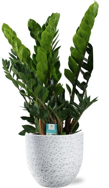 Zamioculcas Zamiifolia - Ø21cm - ↕80cm + Pot Tim D24x22cm - Blanc