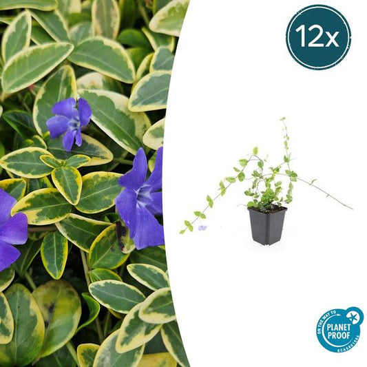 Vinca mineur 'Bleu et Or' - ↕10-25cm - Ø9cm - 12x