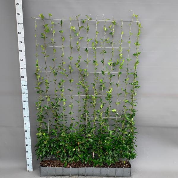Trachelospermum - Jasmin toscan - Haie prête à l'emploi - 120 x 180 cm