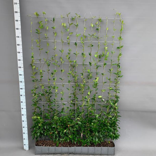 Trachelospermum - Jasmin toscan - Haie prête à l'emploi - 120 x 180 cm