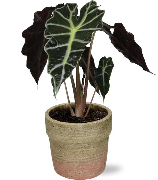 Alocasia Amazonica Polly - Ø12cm - ↕30cm + Pot Invorno D13,5x12,5cm - Naturel