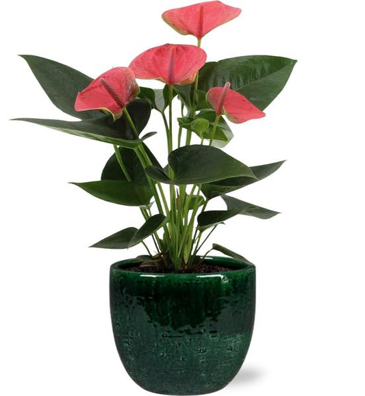 Anthurium Sweet Dream - Ø12cm - ↕36cm + Pot Jolin D14x13cm - Vert
