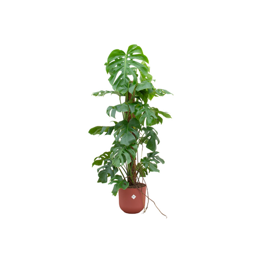 Offre combinée - Monstera Pertusum XL avec elho Jazz Round rouge Ø26 - 120 cm