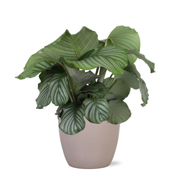 Calathea Orbifolia Ø21cm - ↕70cm en pot Boule TAUPE