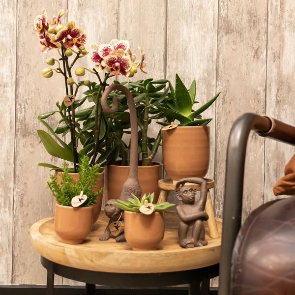 Orchidées colibris | Orchidée Phalaenopsis rouge jaune - Espagne + Pot décoratif émaillé cognac - taille du pot Ø9cm - 40 cm de haut | plante d'intérieur à fleurs - fraîchement sortie du producteur