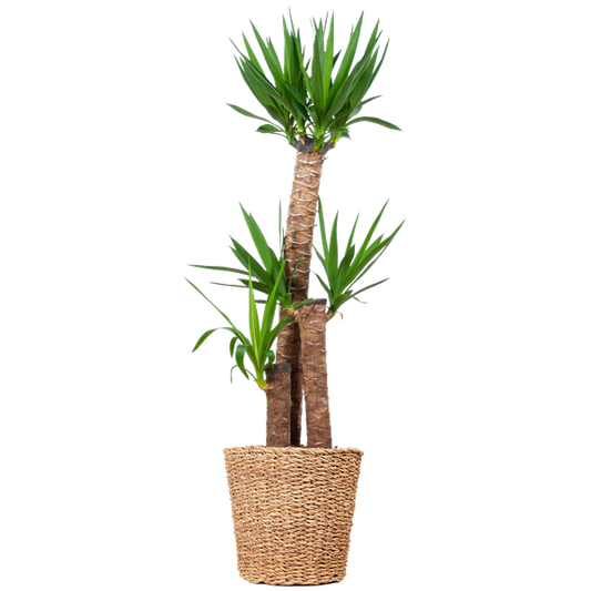 Yucca XL avec panier Torun - 125cm - Ø24