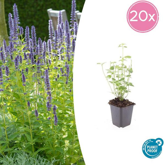 Agastache 'Vipère Noire' - ↕10-25cm - Ø9cm - 20x