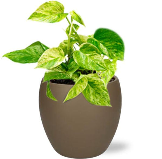 Epipremnum Happy Leaf - Ø12cm - ↕15cm + Bowl Pot D13/14.5x13cm - Bruin
