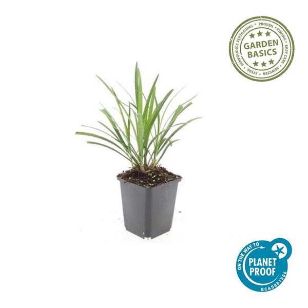Liriope muscari 'Ingwersen' - ↕10-25cm - Ø9cm - 60x