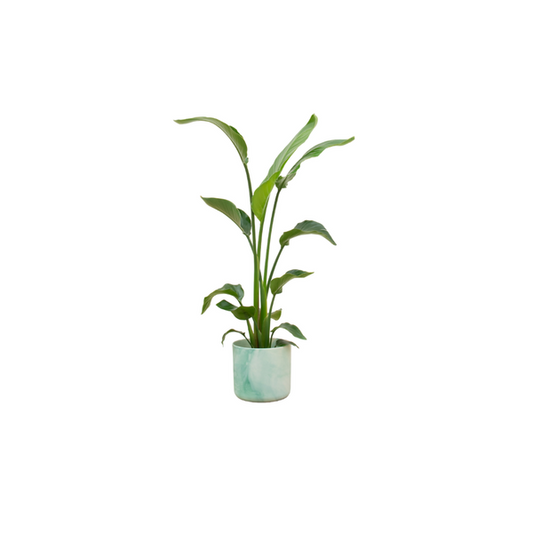 Offre combinée - Strelitzia Nicolai avec elho Ocean Round vert pacifique Ø22 - 130 cm