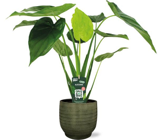 Alocasia Cucullata - Ø19cm - ↕55cm + Pot Lykke D21x20cm - Vert