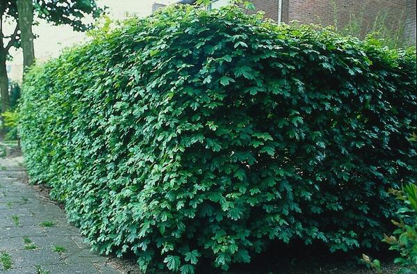 Acer campestre  - Blote wortel - 40/60 - 25x