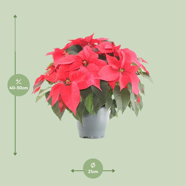 Poinsettia Xmas Feeling (rood) - Ø21cm - ↕50cm