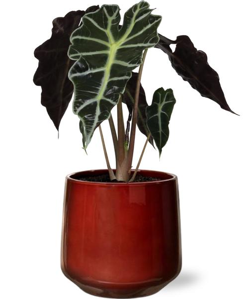 Alocasia Amazonica Polly - Ø12cm - ↕30cm + Pot Puglia D13/14,5x13,5cm - Rouge