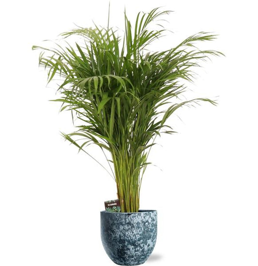 Dypsis Lutescens - Ø21cm - ↕110cm + Sem Pot D24x22cm - Blauw