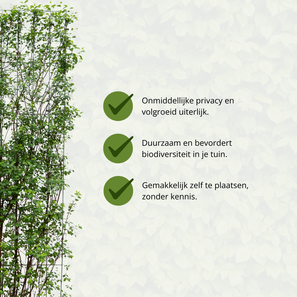 Spiraea Vanhouttei - Muscle Bush - Haie prête à l'emploi - 120 x 180 cm