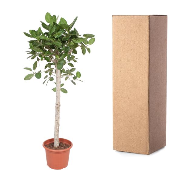 Ficus Benghalensis boom - 180 cm - ø40