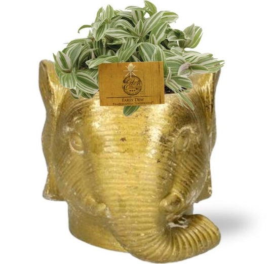 Tradescantia Tenderness - Ø10,5cm - ↕10cm + Planter Olifant D11/12x10cm - Goud