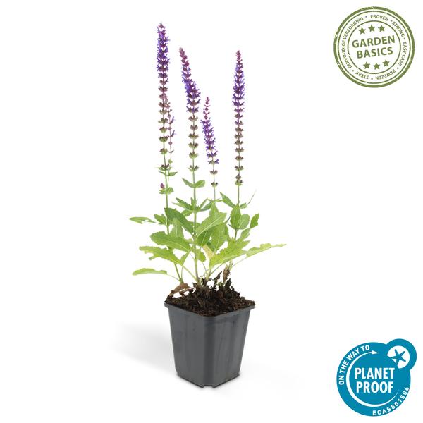 Salvia nem. 'Ostfriesland' - ↕10-25cm - Ø9cm - 60x