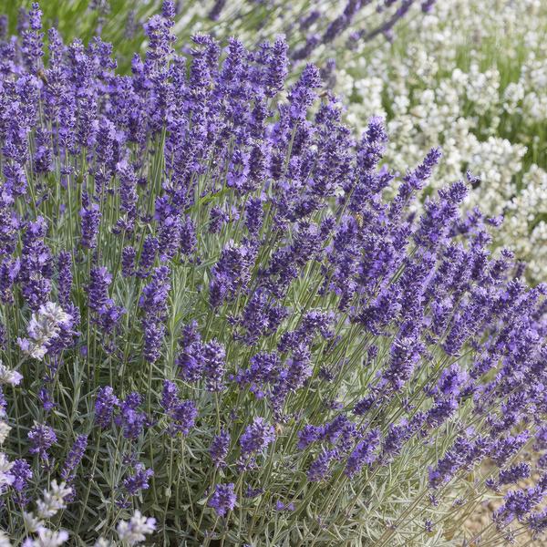 Lavandula 'Hidcote' - ↕10-25cm - Ø9cm - 6x
