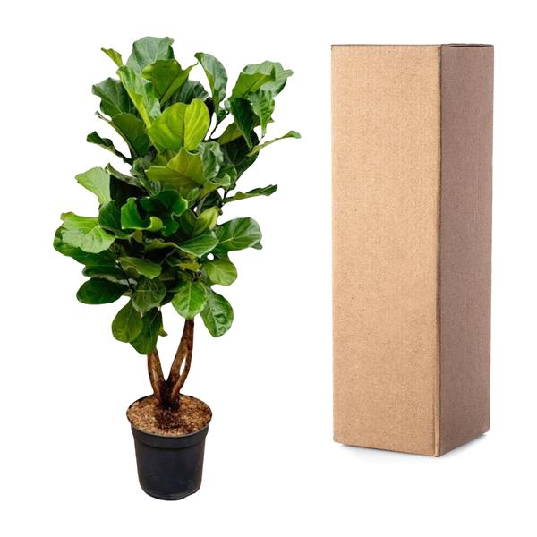 Ficus Lyrata ramifié XL - 200cm - ø32
