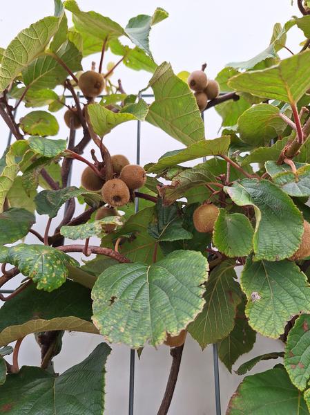 Actinidia deliciosa 'Jenny' - Kiwi - Ready-made hedge - 120 x 180 cm